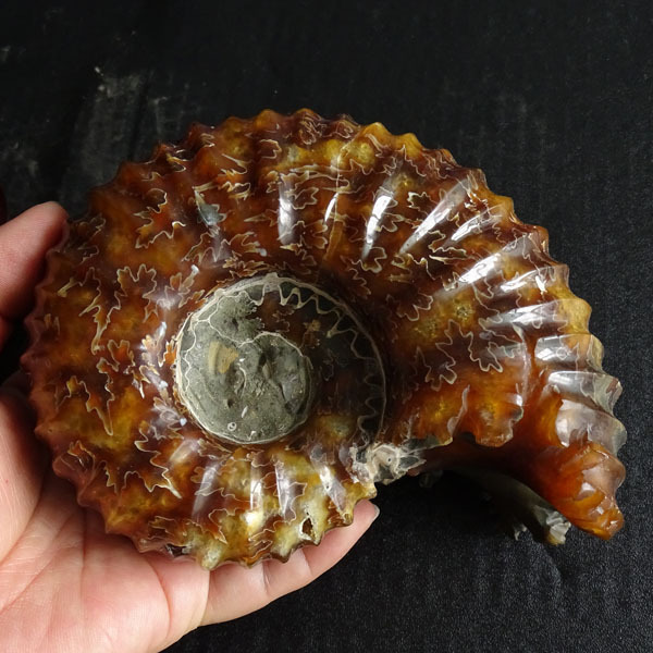 精品马达加斯加 玉化羊角螺化石 动物化石 菊石摆件