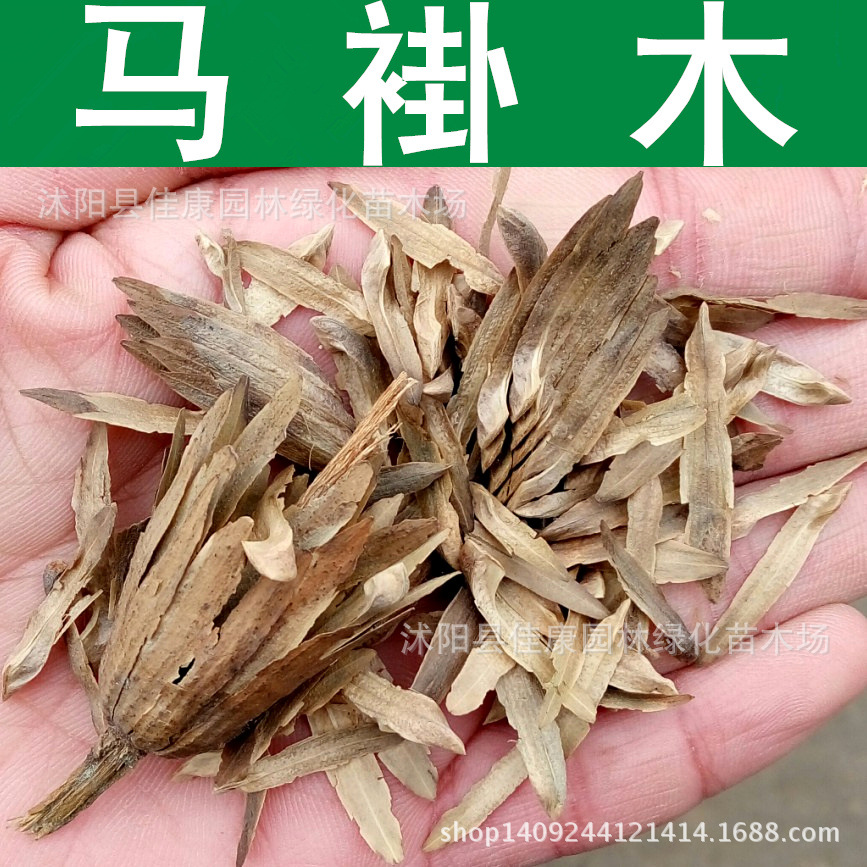 林木种子 马褂木种子 鹅掌楸种子 双飘树 行道树 1件=1斤