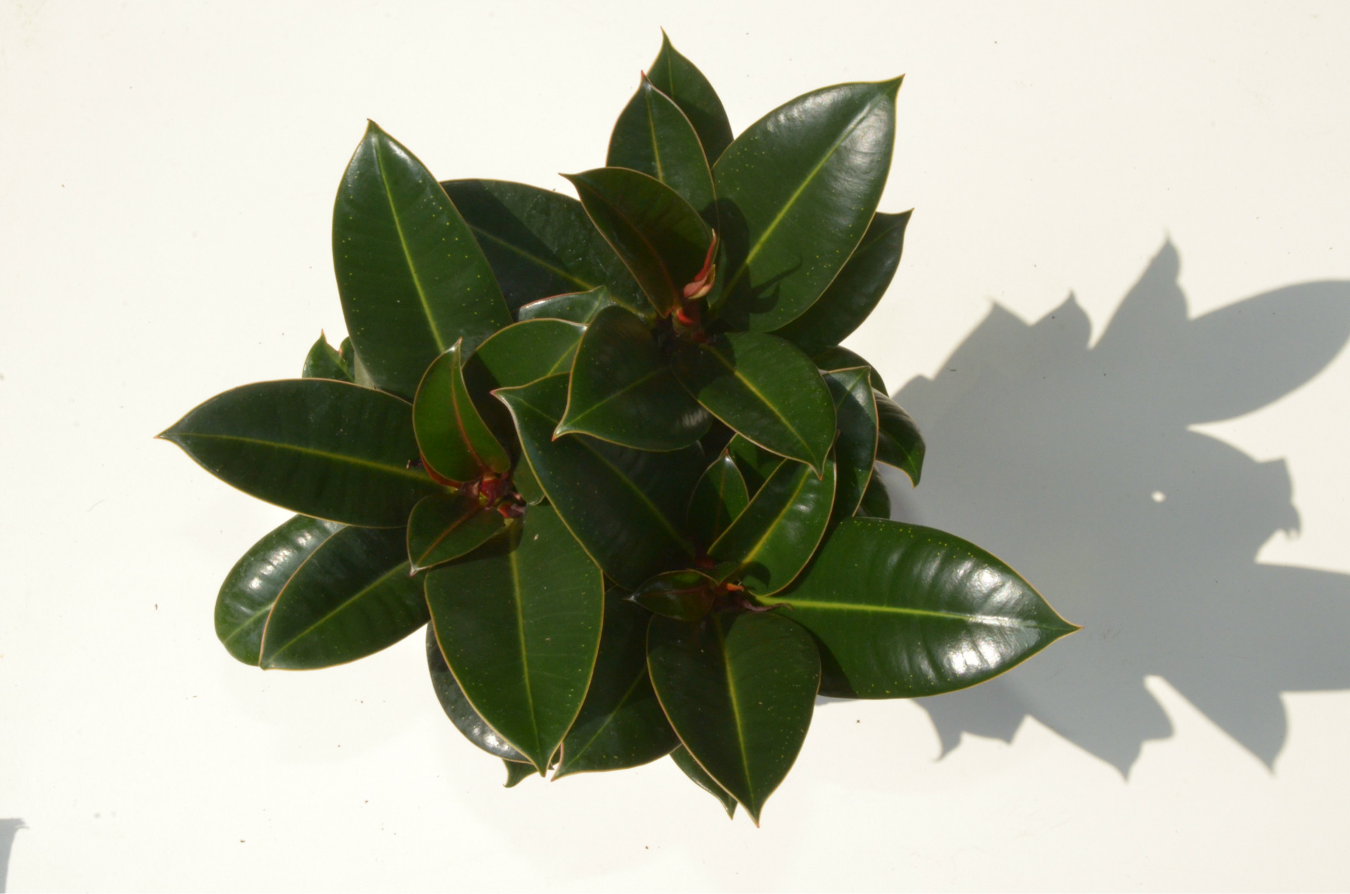 室内客厅绿植花卉盆栽 观叶绿色植物 小金刚 橡皮树 吸甲醛