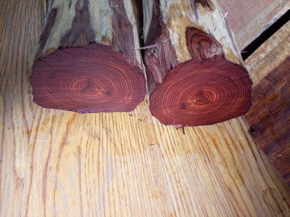 厂家供应印度黄花梨原木大径红花梨原木寺庙古建防腐红花梨