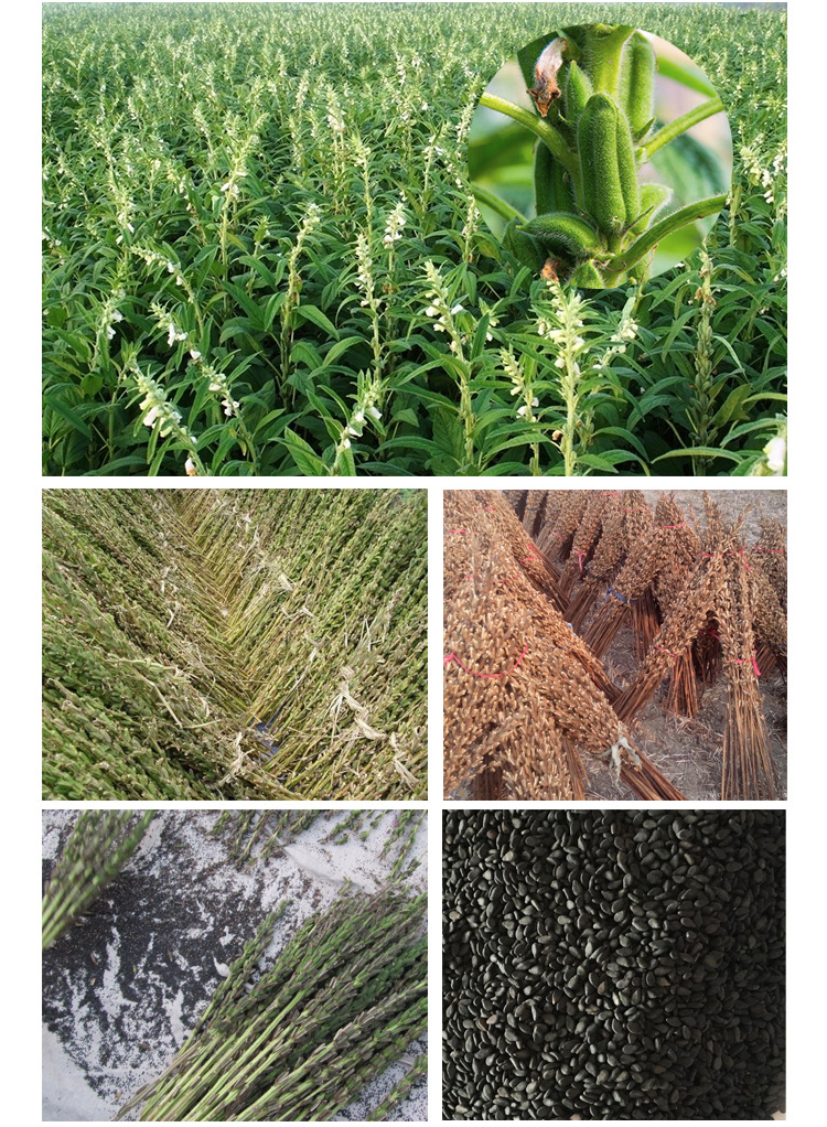 源头厂家熟黑芝麻长期供应 黑芝麻批发国产熟黑芝麻颗粒饱满