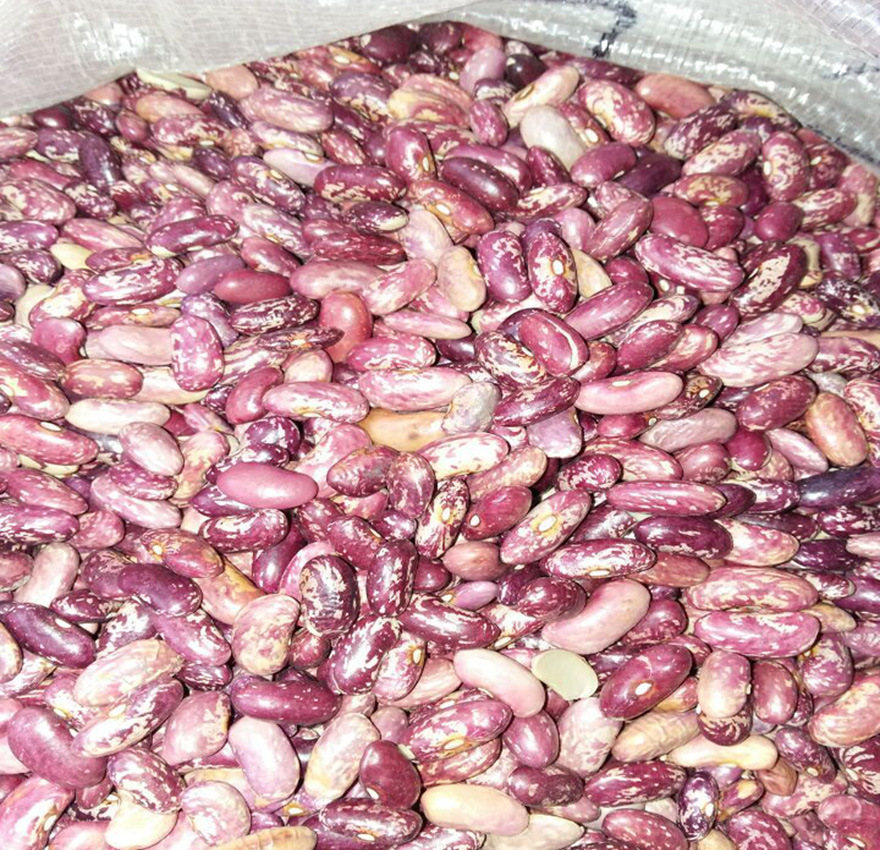 优质东北花腰豆  肾豆  五谷杂粮批发