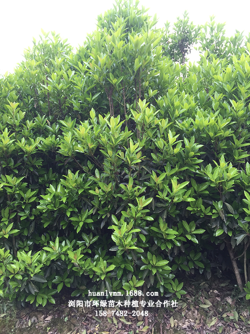 绿篱植物 法国冬青 冬青树 珊瑚树 农户直销 量大从优
