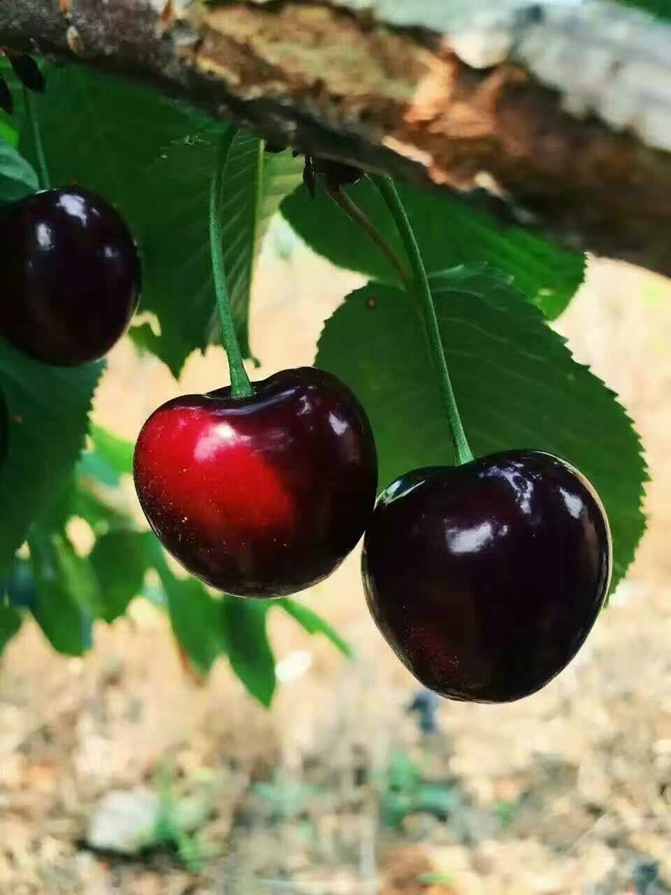 大量批发厂家直销黑珍珠樱桃苗,高产樱桃苗,抗病能力强