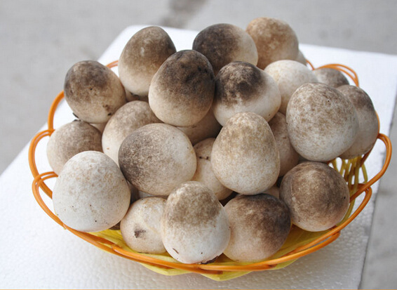 广州白云新鲜草菇 配送食用菌食用菌土特产 农产品批发直销