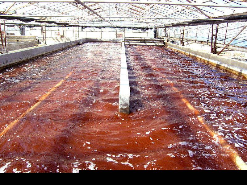 天健生物藻粉含天然虾青素1.5%-养殖基地-雨生红球藻