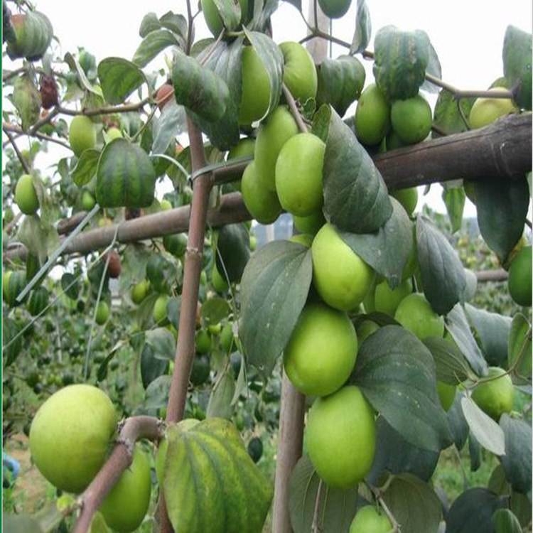 批发大青枣树苗 脆蜜青枣苗 优良大青枣 台湾脆蜜大青枣苗 - 水果批发