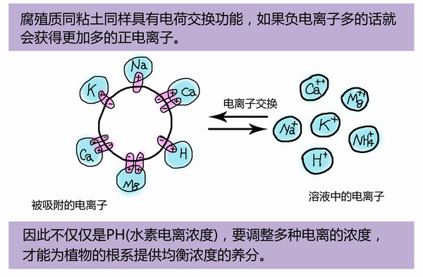 他们同粘土一样具有电荷交换的功能,可以吸收大量的氮,磷,钾,钙,镁,钠