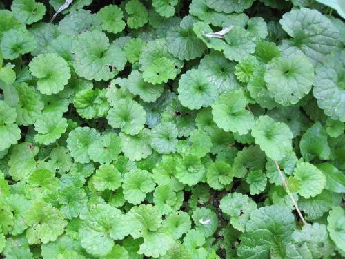 连钱草粉 活血丹生粉 连钱草浓缩粉