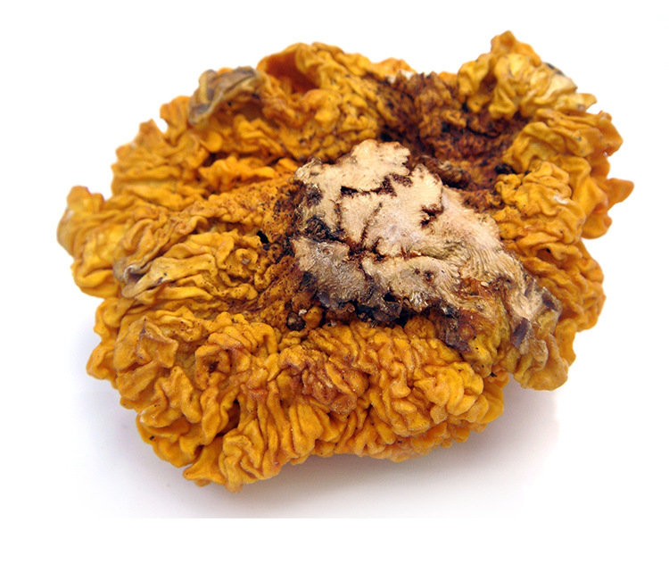 云南特产新鲜金耳 黄金木耳