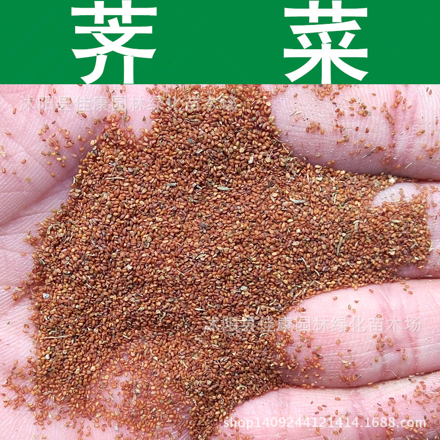 荠菜种子 扁锅铲菜 香荠 荠菜 地丁菜 干油菜 护生草种子 1件=1斤