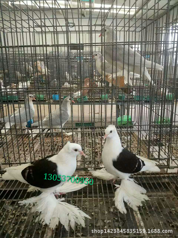 天使鸽子图片 黄头天使鸽子哪里有卖的 孝头天使鸽价格 玉翅天使