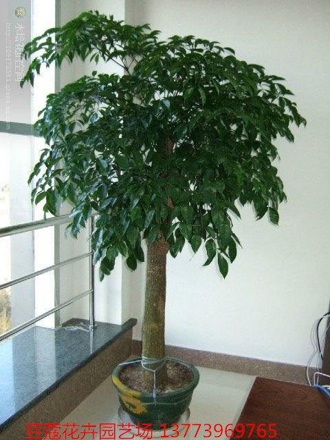 批发平安树幸福树大型盆栽观叶植物净化空气吸甲醛