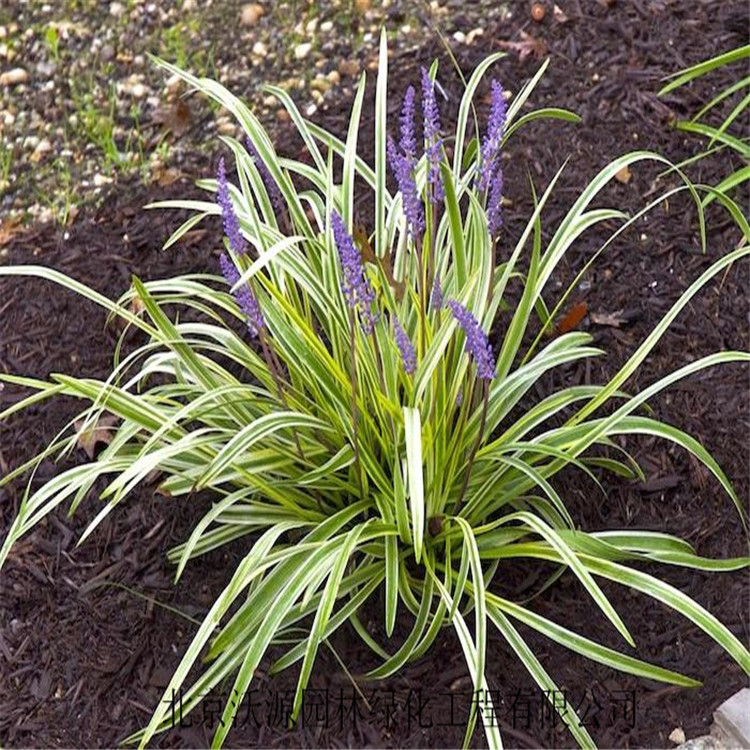 批发丹麦草 麦冬草金边麦冬草 银边麦冬草 矮麦冬 龙须草 草坪等 - 苗