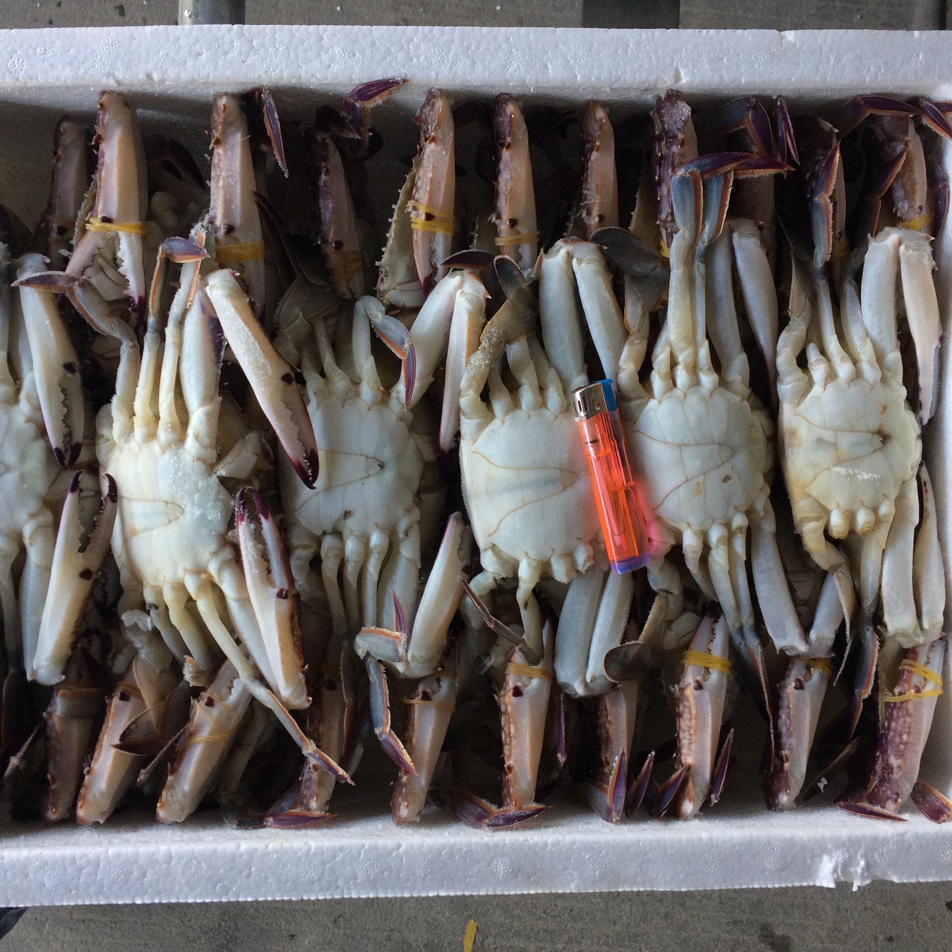 冷冻野生梭子蟹 冷冻海鲜食材批发 供应各类高档海鲜 150/200