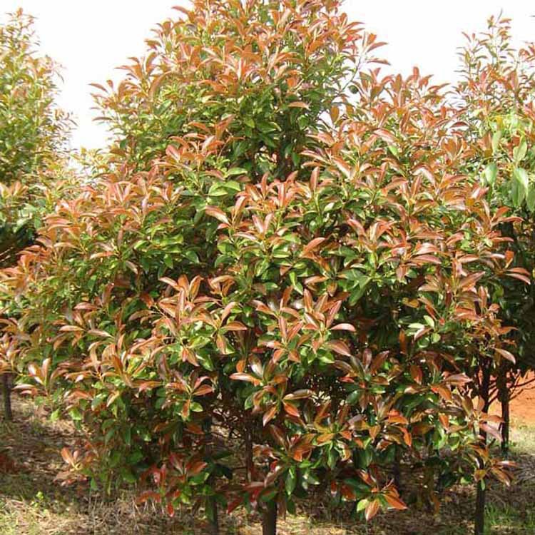供应乐东拟单性木兰 【中国稀有濒危植物】 大小规格 低价格出售