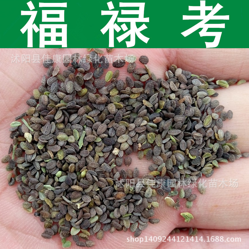 草花种子福禄考种子福禄花芝樱种子福乐花天蓝绣球1件1斤