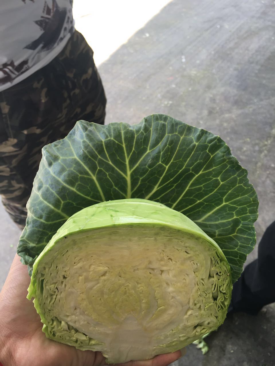 厂家直销 卷心菜基地 小甘蓝出口加工厂 北京椰菜出口1