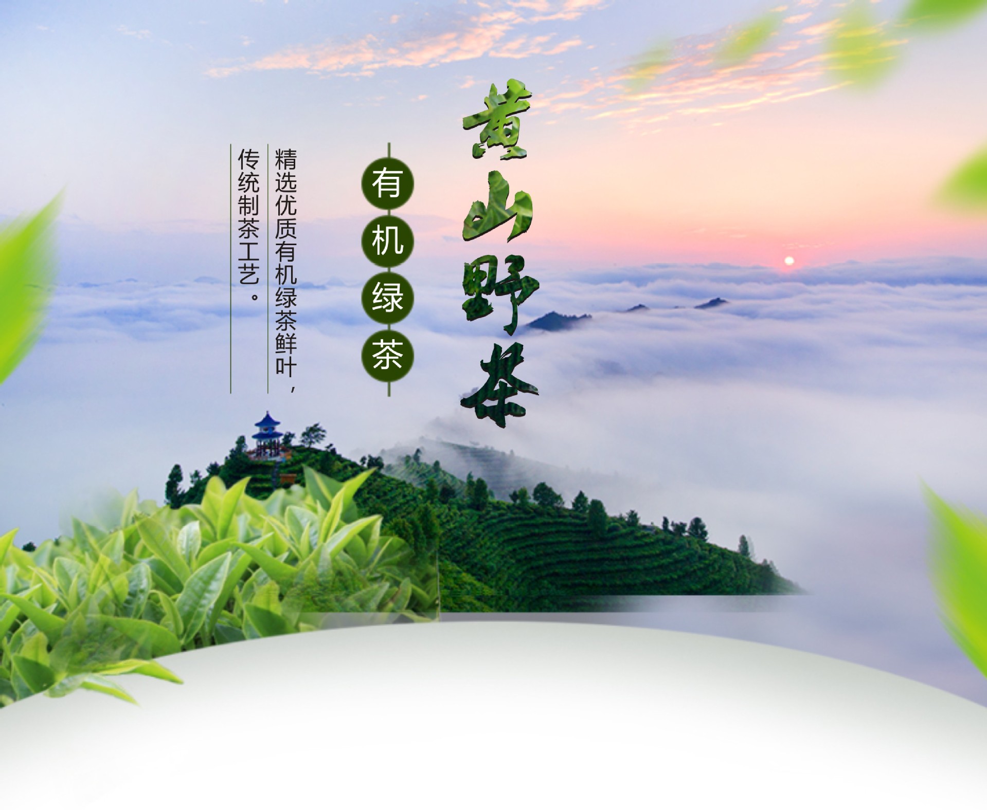 2016春茶高山野茶纯天然无污染礼盒装