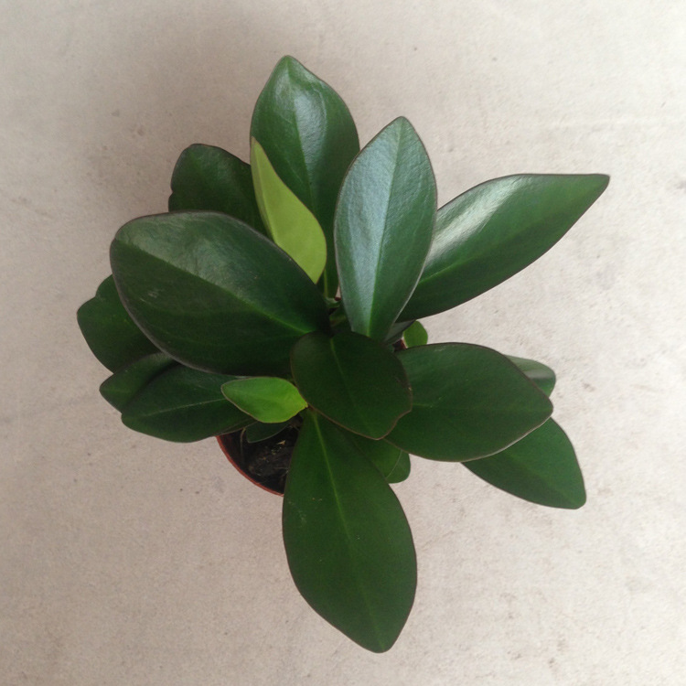 广州基地直销盆栽90紫边碧玉吸甲醛辐射可水培花卉