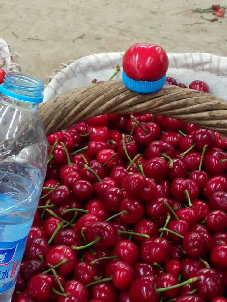 烟台大樱桃福星 新鲜水果 农家自产现摘鲜发 纯正口感 甜度高