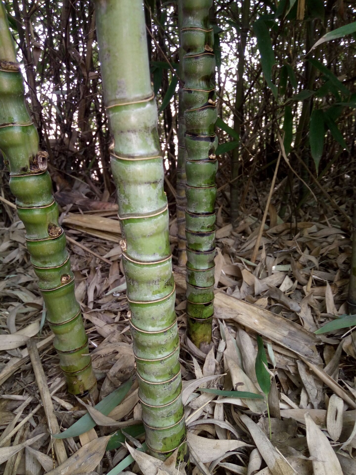 售各类竹子 联系电话 13949180510