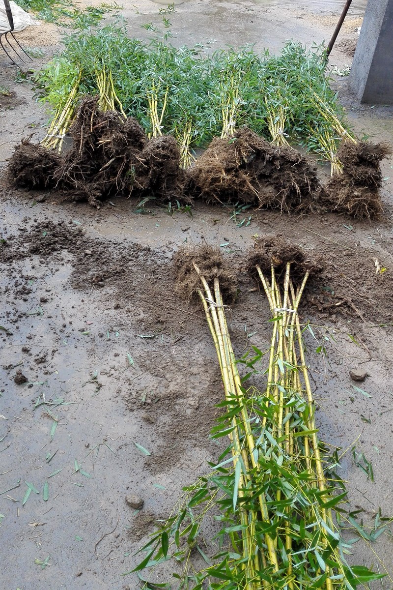 批发庭院绿化竹子 金镶玉竹苗 紫竹苗 黄竹苗 黄金竹苗