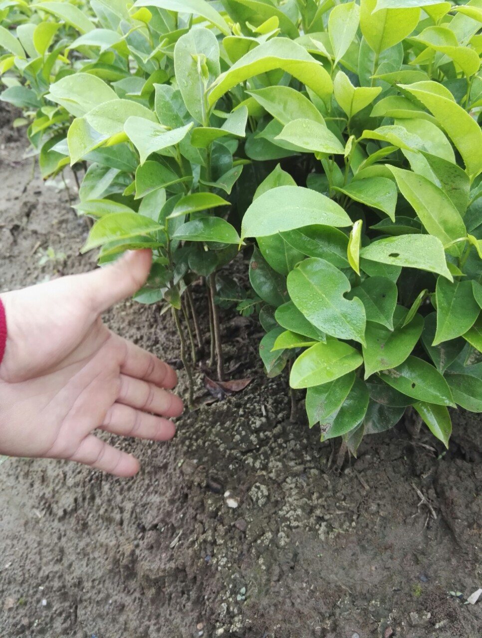 优质刺果番荔枝苗高度20公分