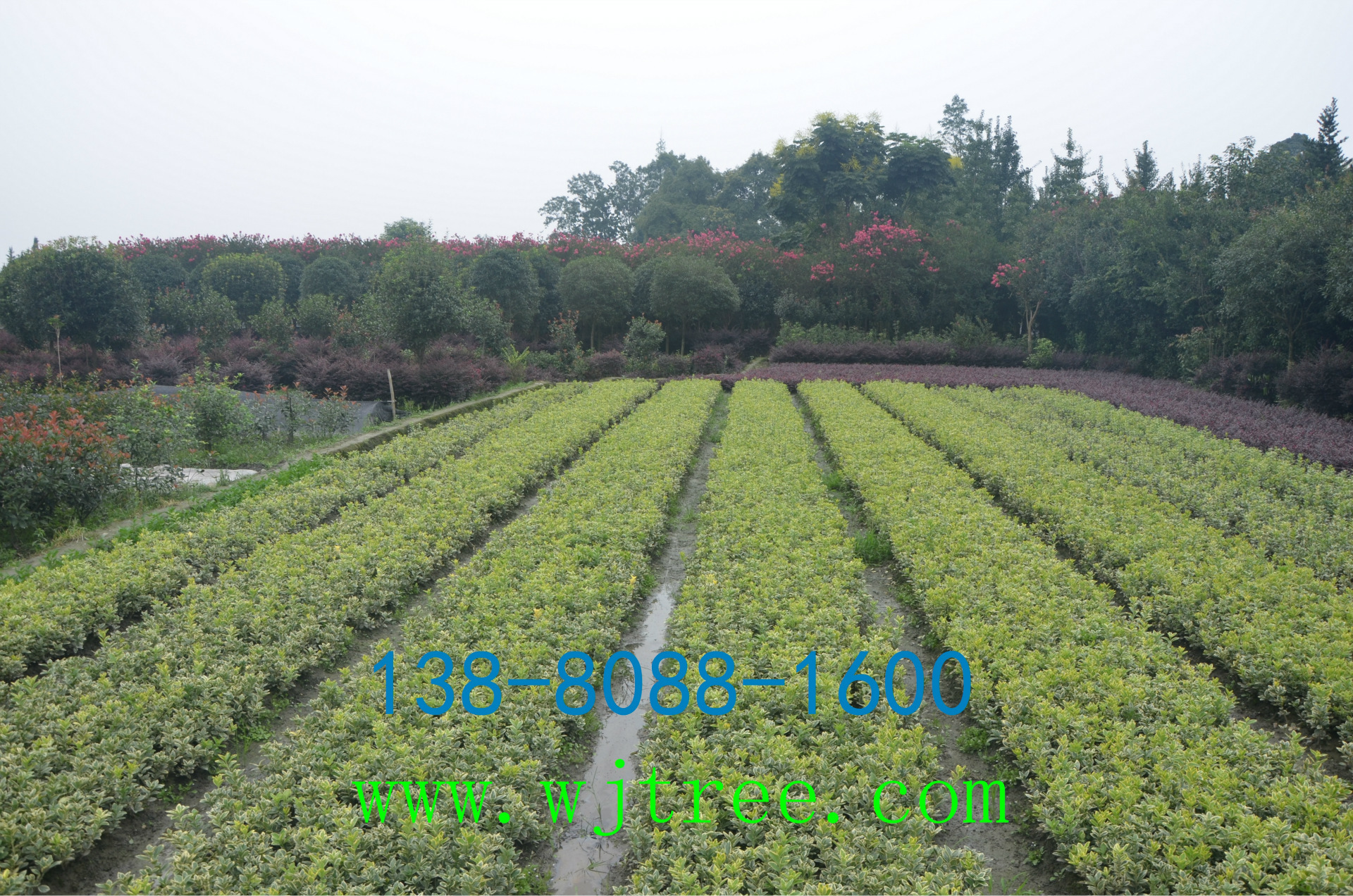 批发金边黄杨,各类四川苗木,成都温江花木
