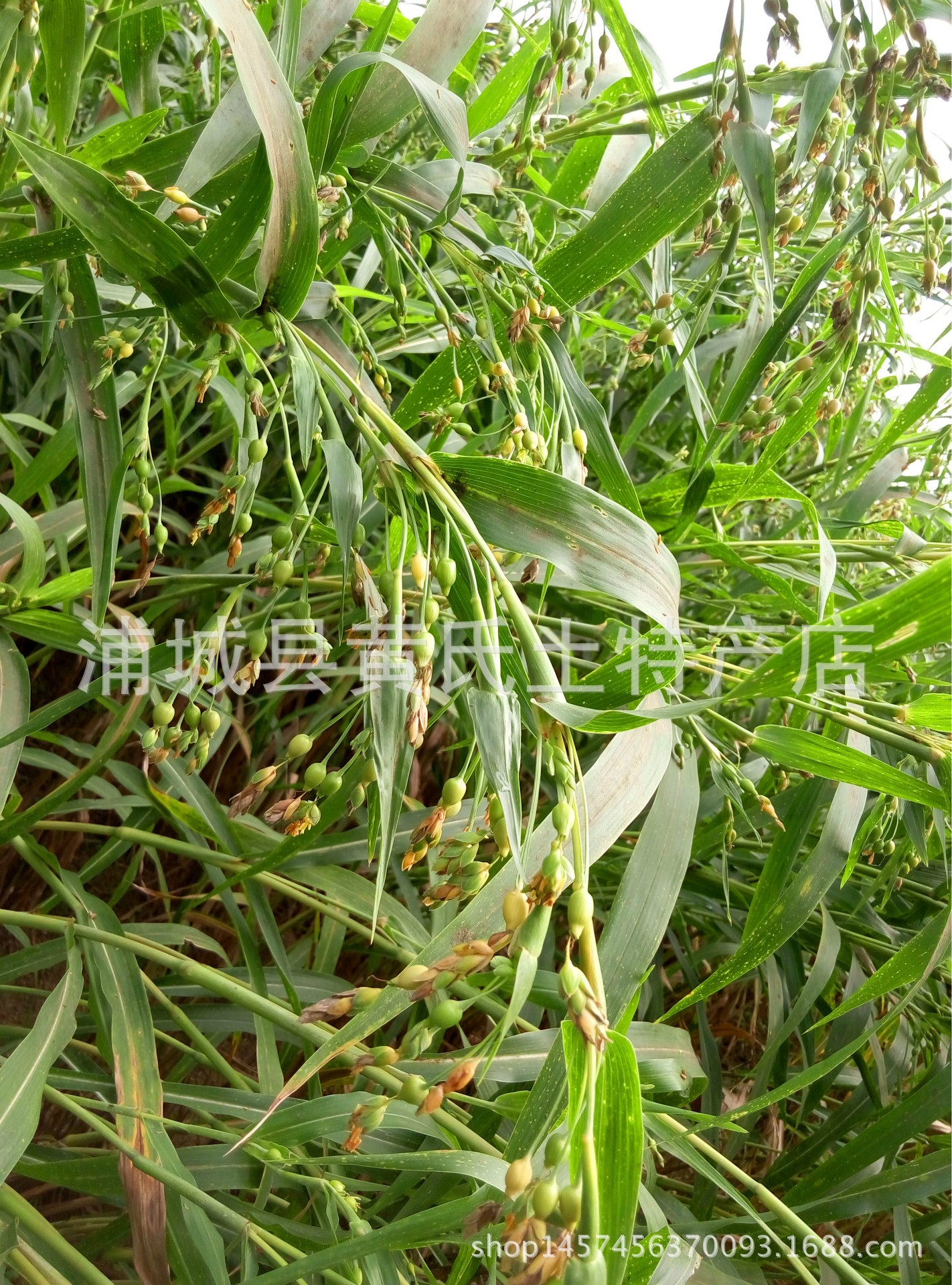 浦城精选五谷杂粮优质糙薏米薏仁黄糙米国家地理标志薏米厂家直销