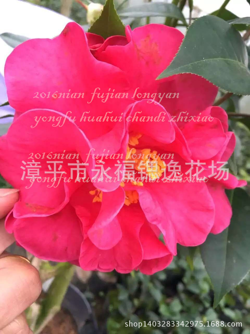 嫁接盆栽 南海明珠茶花 斑砂金茶花 休斯富豪茶花 法兰彩屋茶花