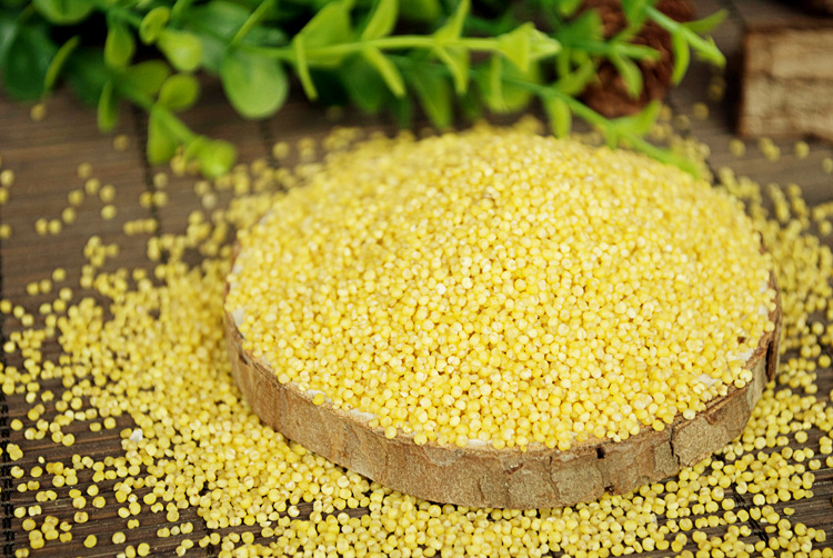 2021东北特产大黄米500g 黄糯米糯黄米 东北小粘豆糯米八宝粥用米