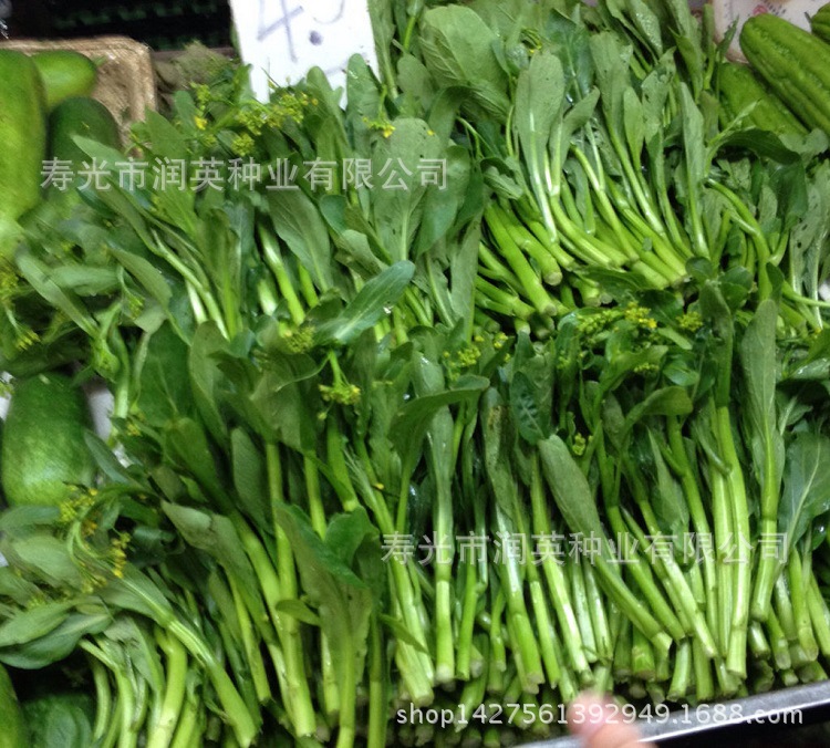 蔬菜种子批发港种中花芥兰芥蓝种子四季种植菜心种子原包装500克