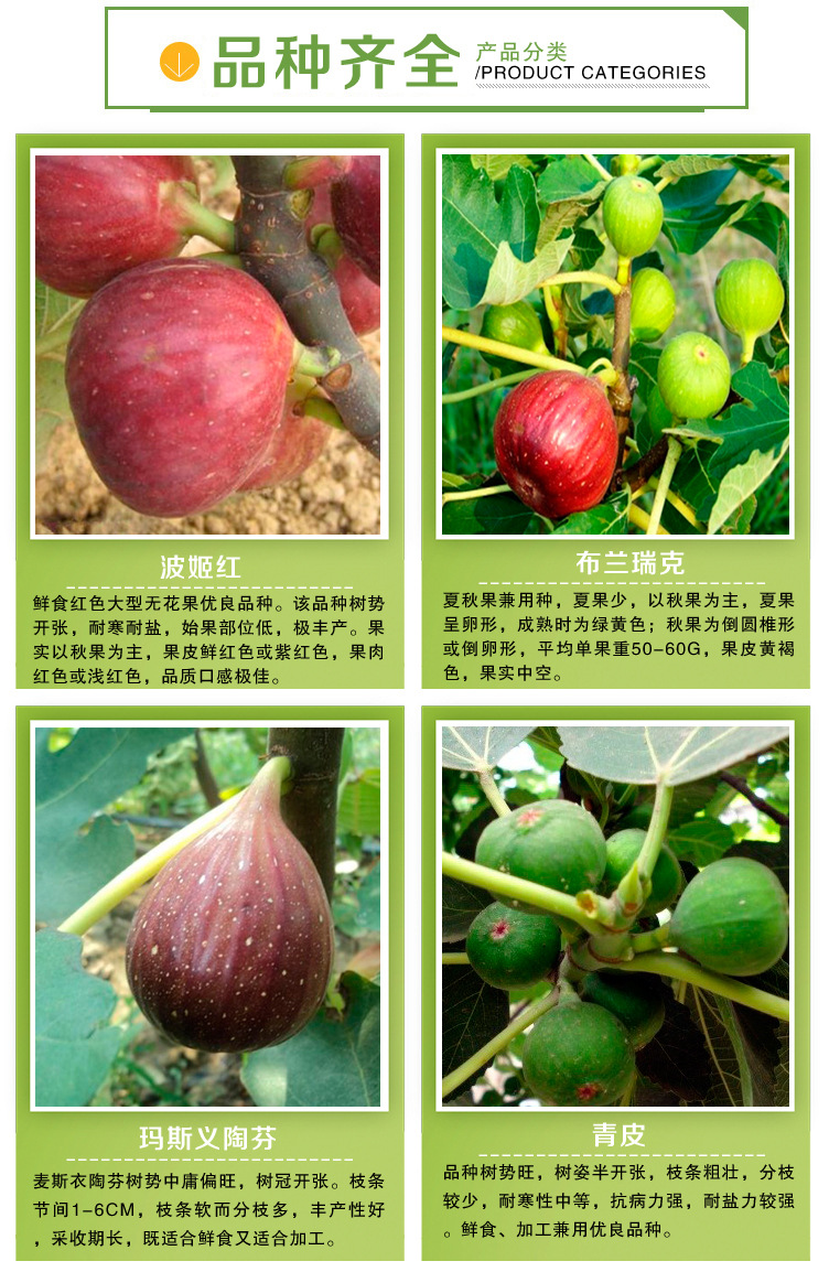 无花果苗 玛斯义陶芬无花果树苗