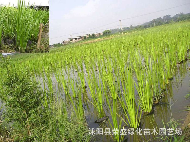 山菖蒲 野菖蒲 臭蒲水质苗水菖蒲净化水质  中文名称:    石菖蒲