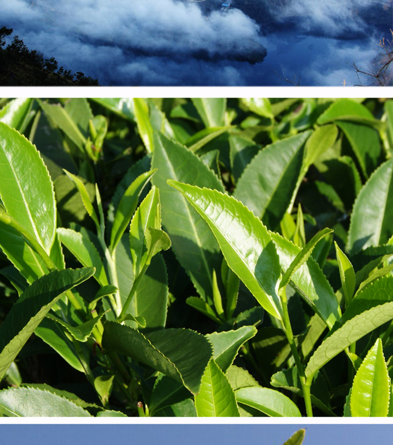 云南博南山普洱单片生茶茶饼375g大理永平特产高山生态茶一件代发