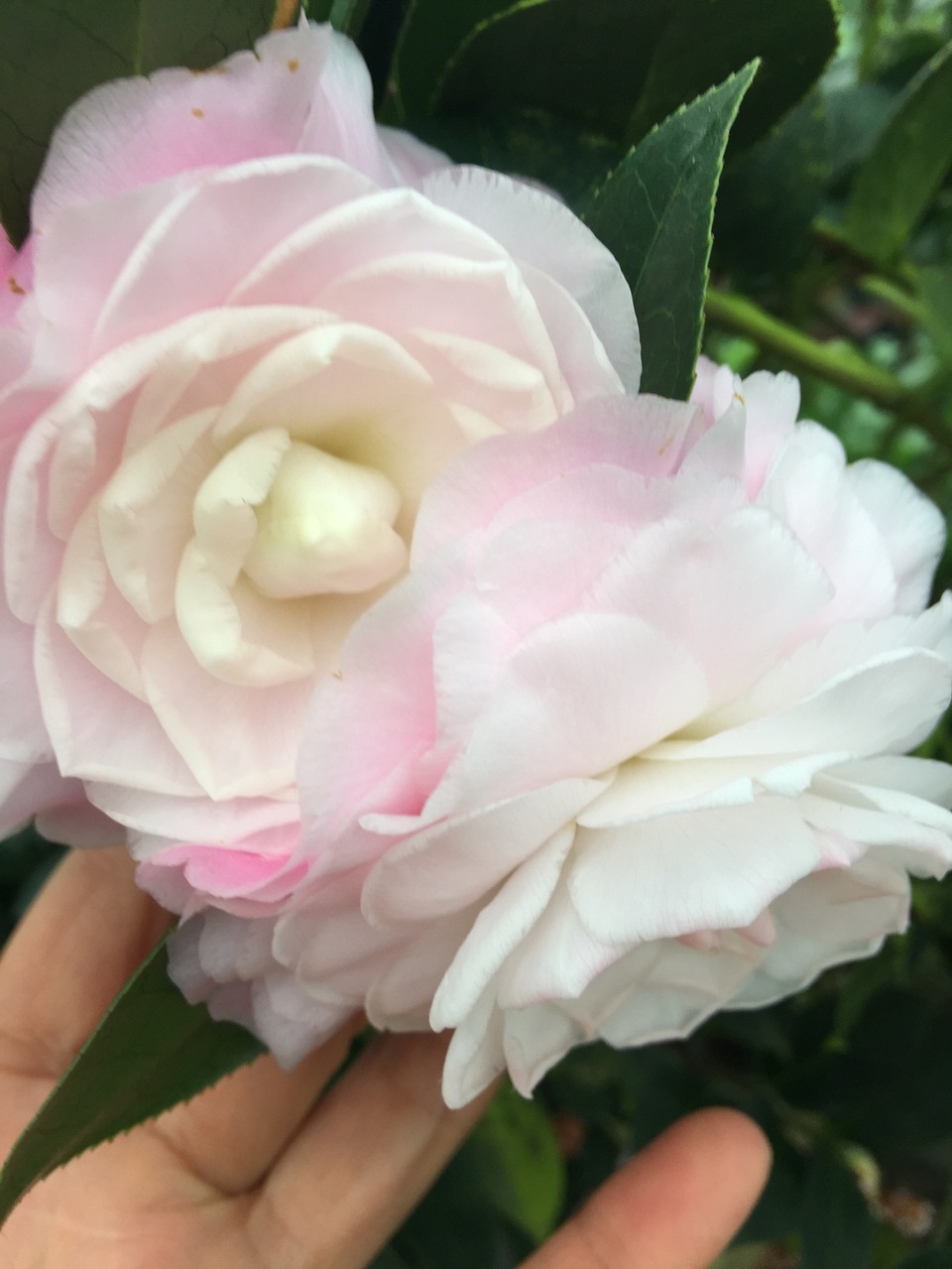 批发盆栽植物 乔伊茶花盆栽苗 山茶花盆景树苗 20-30cm 当年开花