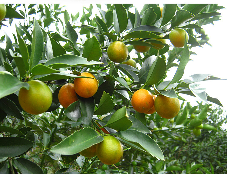 融安脆皮金桔广西特产新鲜水果黄青皮金桔滑皮金桔3斤