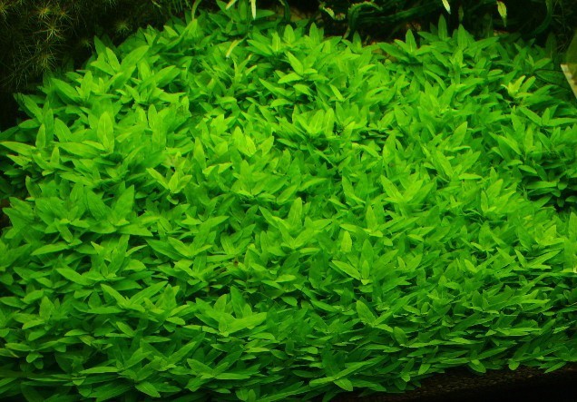 鱼缸水草活体 前景水草造景装饰 草坪 南美叉柱花 约4至6支每杯