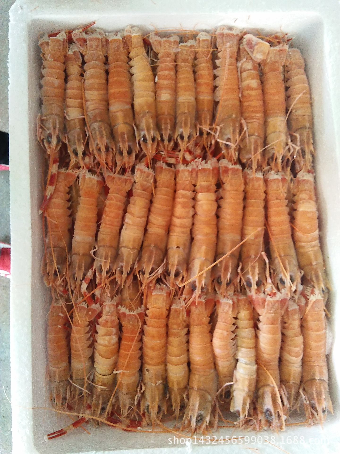 海洋捕捞东海海虾冷冻海鳌虾条冻条虾每斤500g1620条