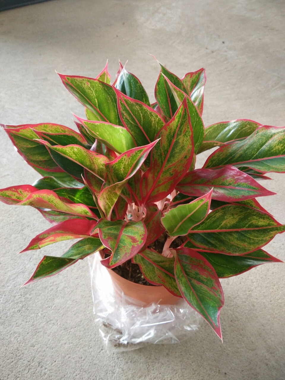 室内观叶植物 万年红 净化空气 吸甲醛绿植花卉盆栽