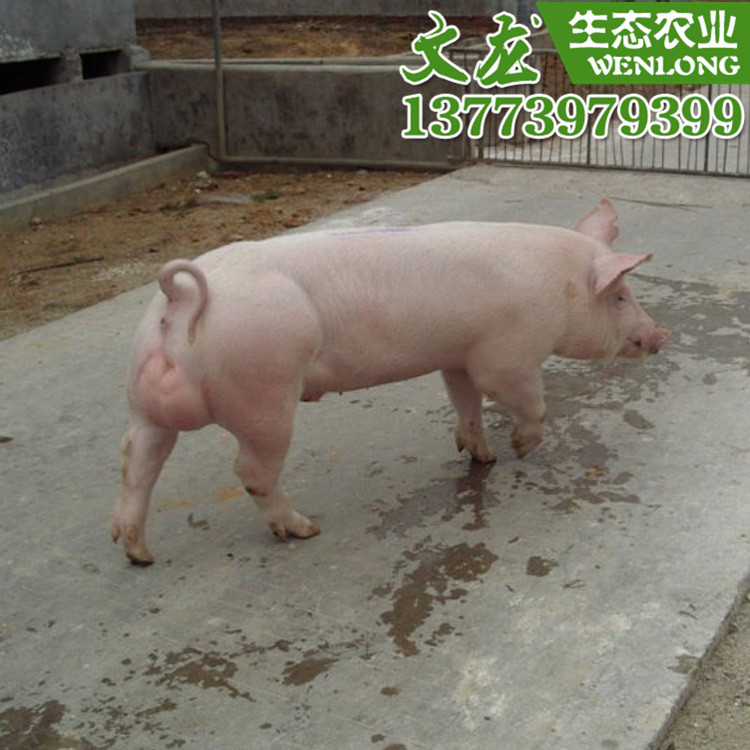 批发杜洛克纯种公猪长白大约克杜洛克种公猪基地专业养殖