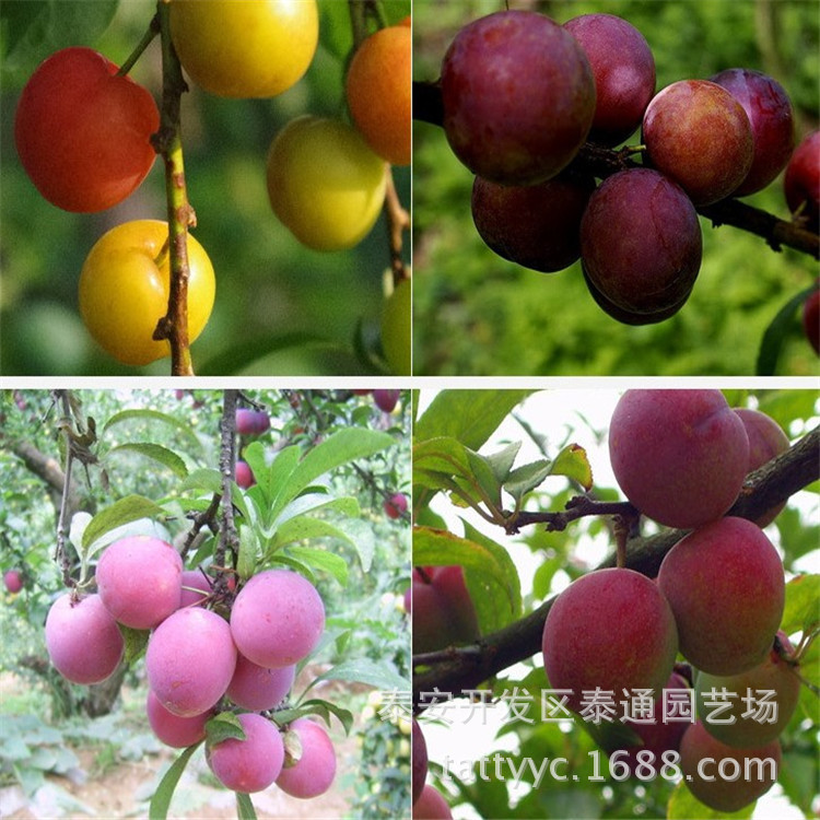 2米高嫁接李子苗生产基地 袭人香李子树苗 脆红李李子苗低价出售