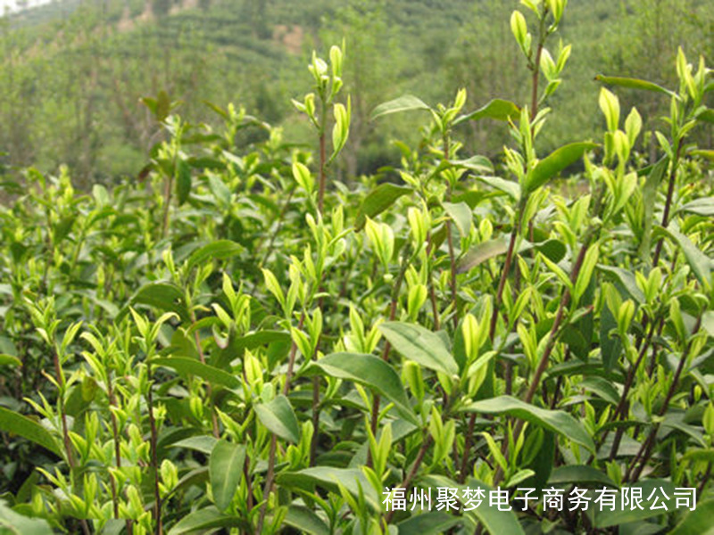 白茶的茶树品种