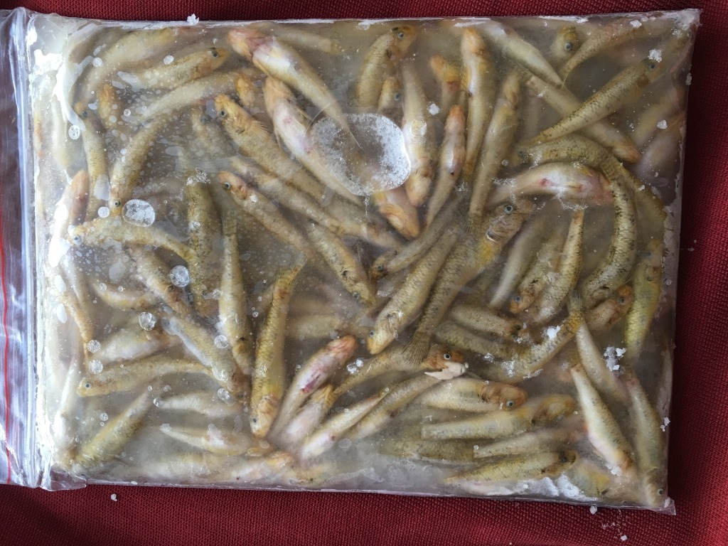 批发云南丽江程海特产 野生风味石头鱼 鲜