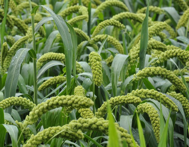 【百味森】金谷小米金乡马坡庙优级有机五谷杂粮贡米多油月子米