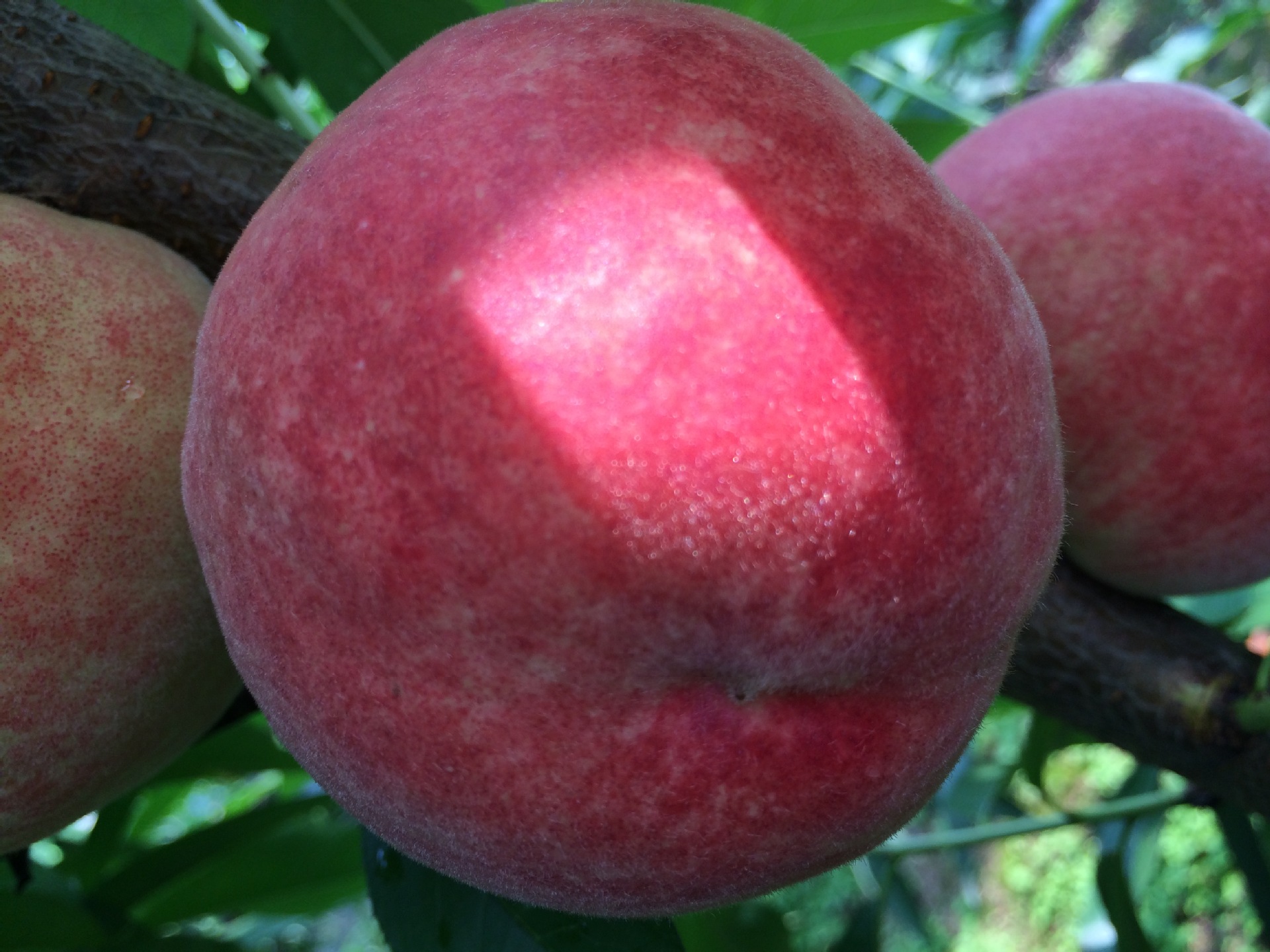 浙江正宗果树苗圃 早熟春红桃苗 果树苗木 扬名苗木