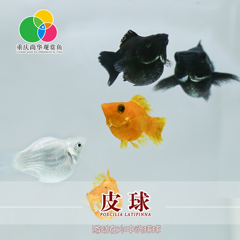  font color=red></p></a>热带 /font>观赏 font color=red>鱼 /font>皮球 