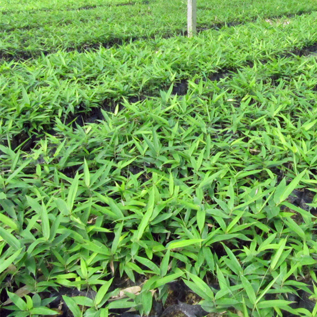 地被竹矮化竹子丛竹 庭院盆栽绿植花卉新品竹子阔叶箬竹熊猫爱吃