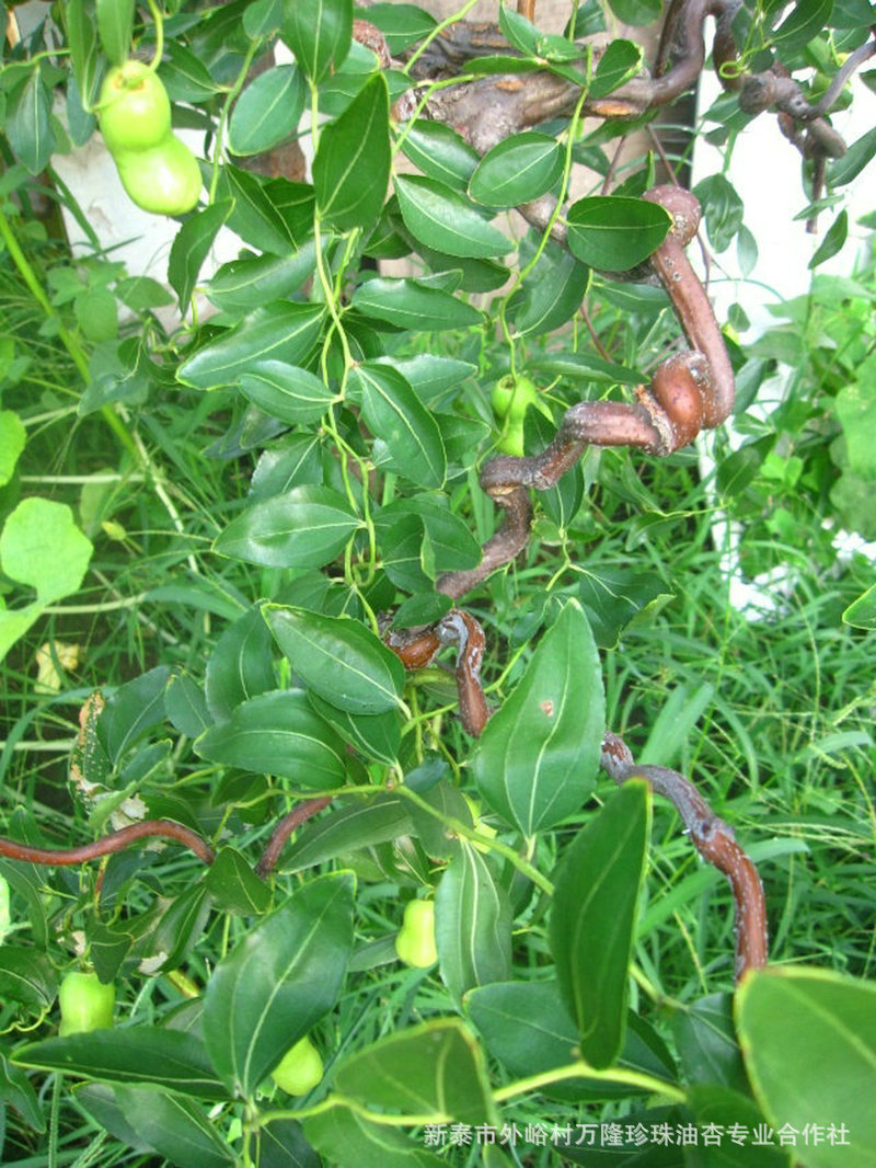 种苗基地 龙爪枣苗 优质农业果树枣苗 盆栽观赏苗 当年结果枣树苗